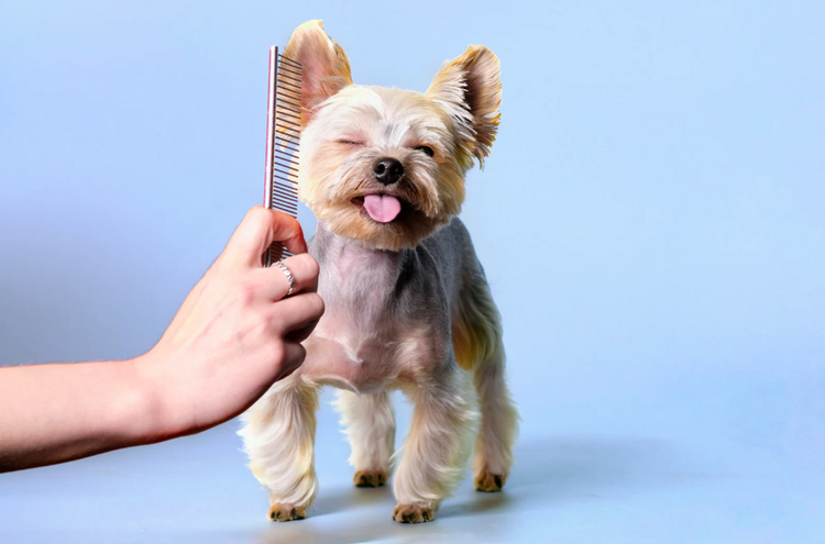 Grooming and Hair Removal