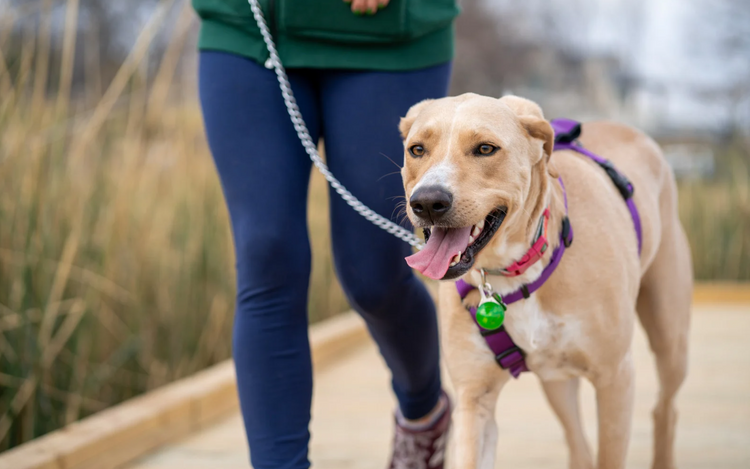 Dog Walking Tools